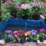 فضای سبز و گل‌های محوطه آموزشگاه بازیگری موج نو